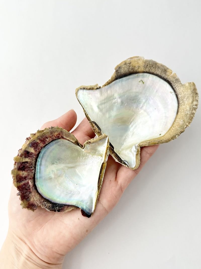 アコア貝　本物 Amazon.co.jp: 【貝殻の問屋さん】国産アコヤガイ原貝(貝殻のみ